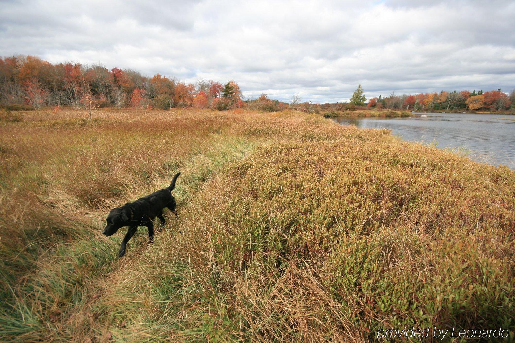 Trout Point Lodge Of Nova Scotia East Kemptville Kemudahan gambar